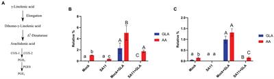 Rotavirus-Mediated Prostaglandin E2 Production in MA104 Cells Promotes Virus Attachment and Internalisation, Resulting in an Increased Viral Load